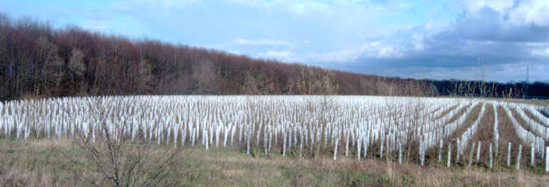 Verbiss01.jpg (31768 Byte)