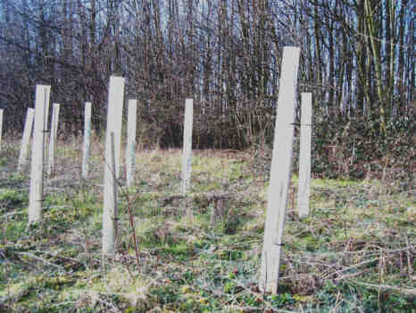 Verbiss02.jpg (25003 Byte)